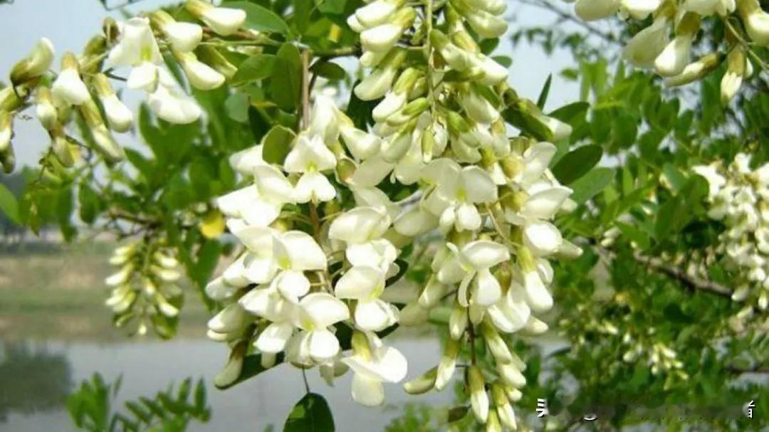 槐花饼准备好了吗！