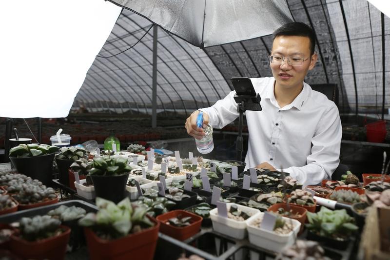 云南农科院向贺娇龙亲属赠送“娇龙月季”：未来它将在昭苏扎根开花云南农科院这一暖心