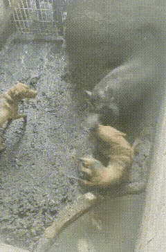 一群野狗，窜入猪舍，想与二师兄共享午餐。
二师兄果然名不虚传！它勃然大怒，一口咬