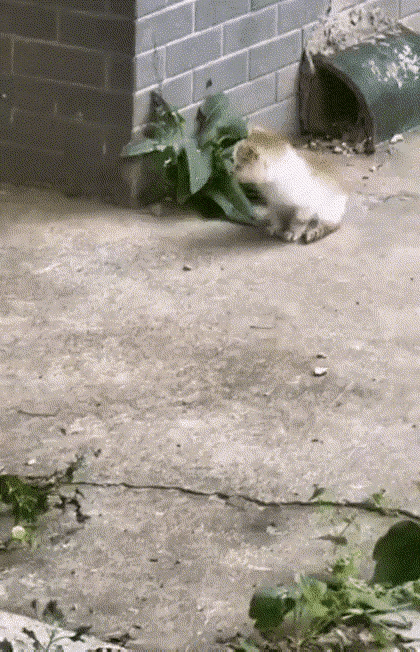 猫妈：你个死娃子，疯到哪儿去了？胆子越来越大了，都敢死出去浪啦！为什么不回家？让