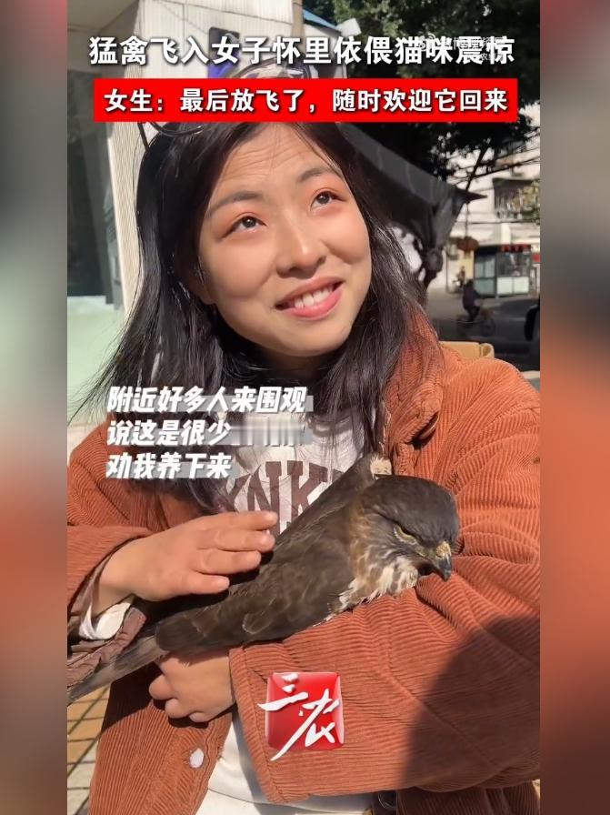 好家伙！四川大姐晒太阳，竟被猛禽“投怀送抱”！鸟儿往怀里一钻，旁边猫咪瞪圆了眼，