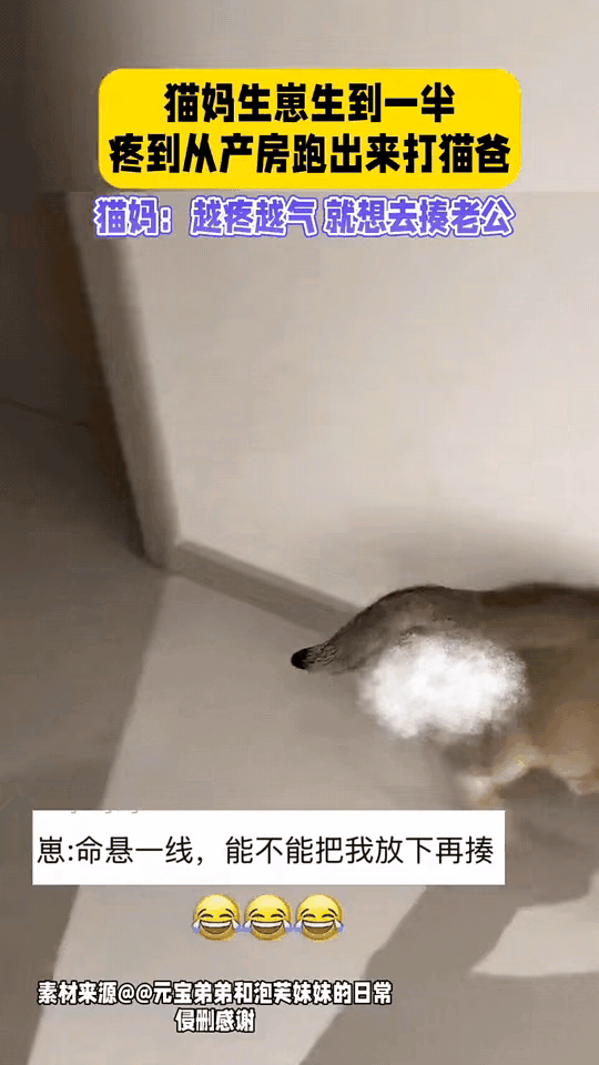 笑不活了！猫妈生崽生一半 追着猫爸满家揍
 
河南一网友家的猫妈生孩子疼得嗷嗷叫