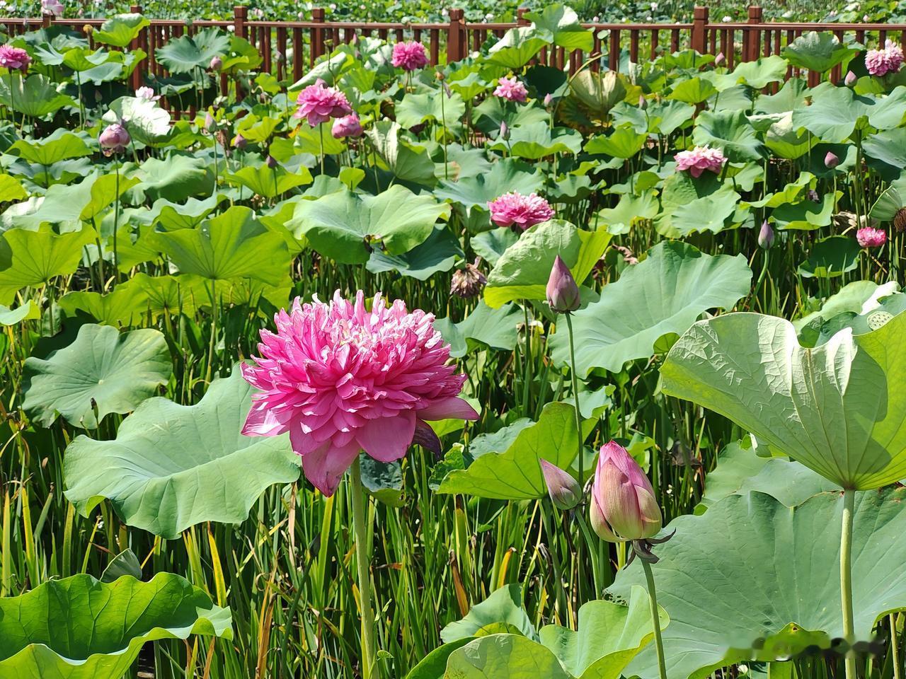 云梦，梦南花海之花！