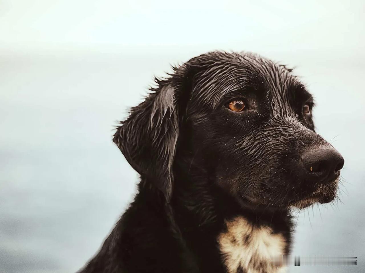 在离家不到200米的地方，突然倾盆大雨，幸好还有天桥可以躲雨[捂脸]

有个小男