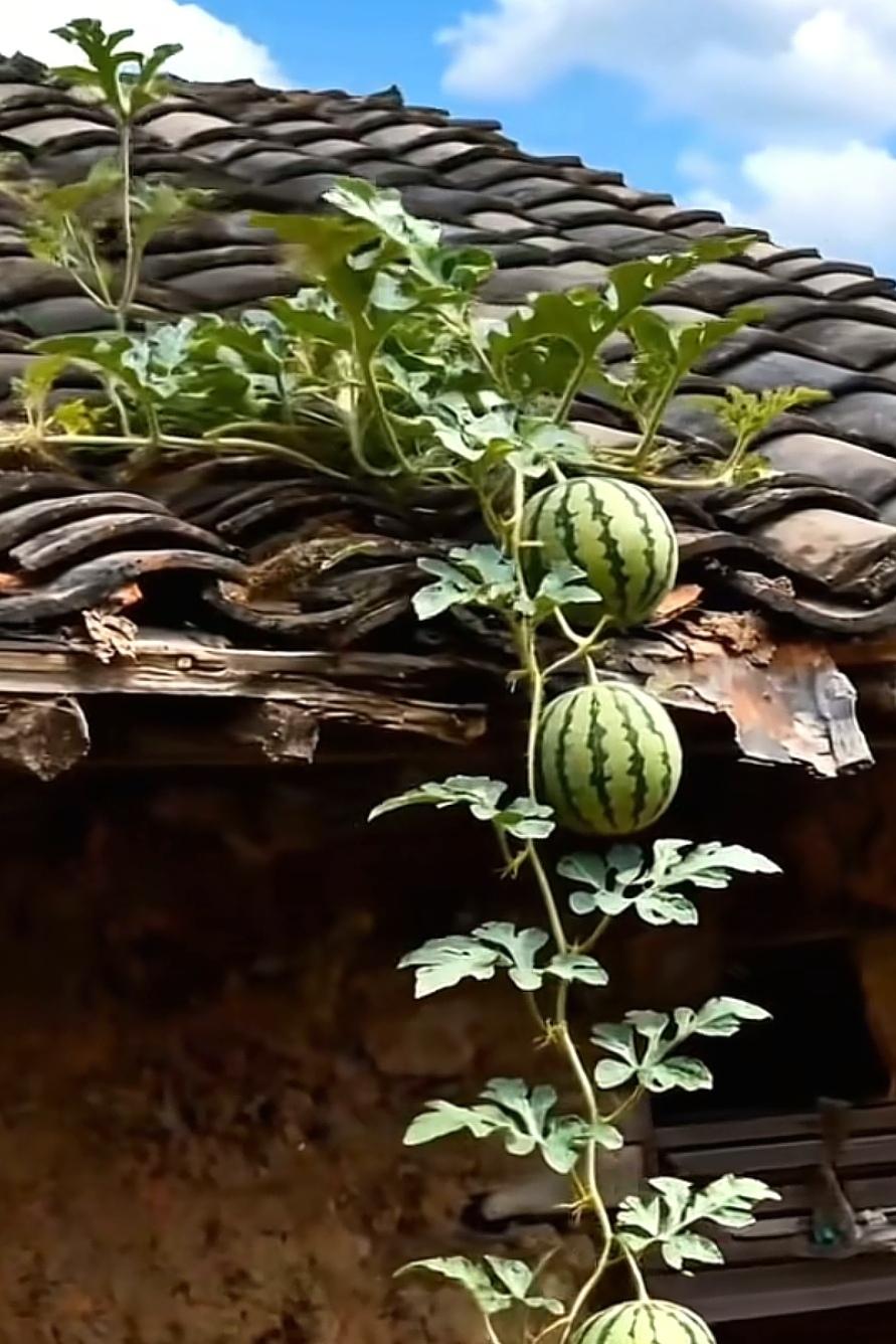 微文：表哥的诡计
好友为儿子的就业愁死了。大学毕业五年间，眼高手低，打工沉不住气