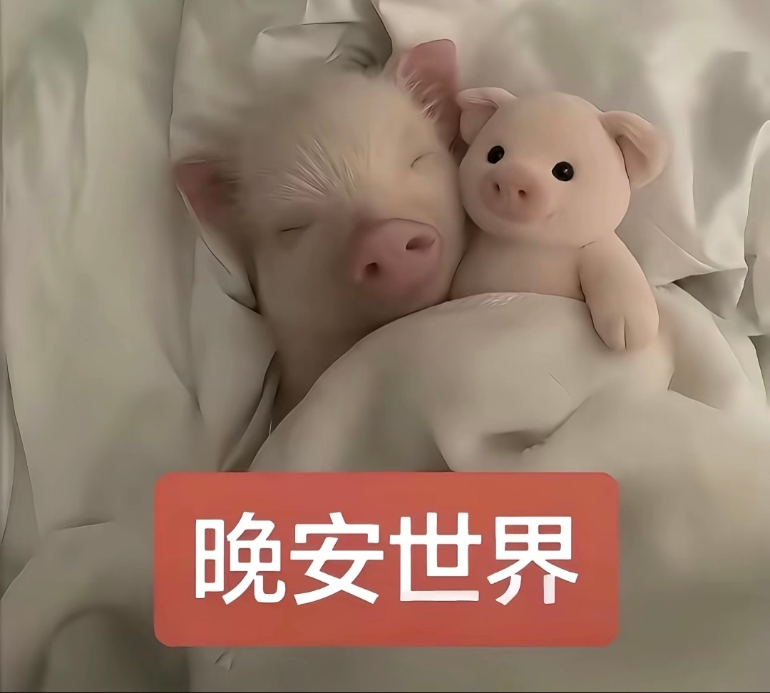 我的猪，是一只猪。很可爱，不做作，不聪明，不闹腾，不矫情，是全世界最可爱的猪 