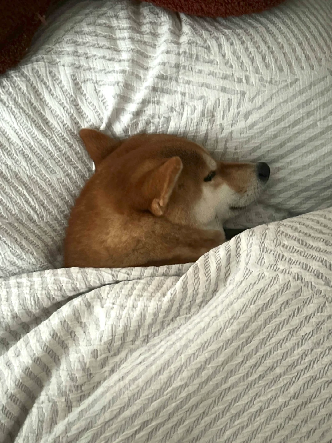 冬天床上长狗了
