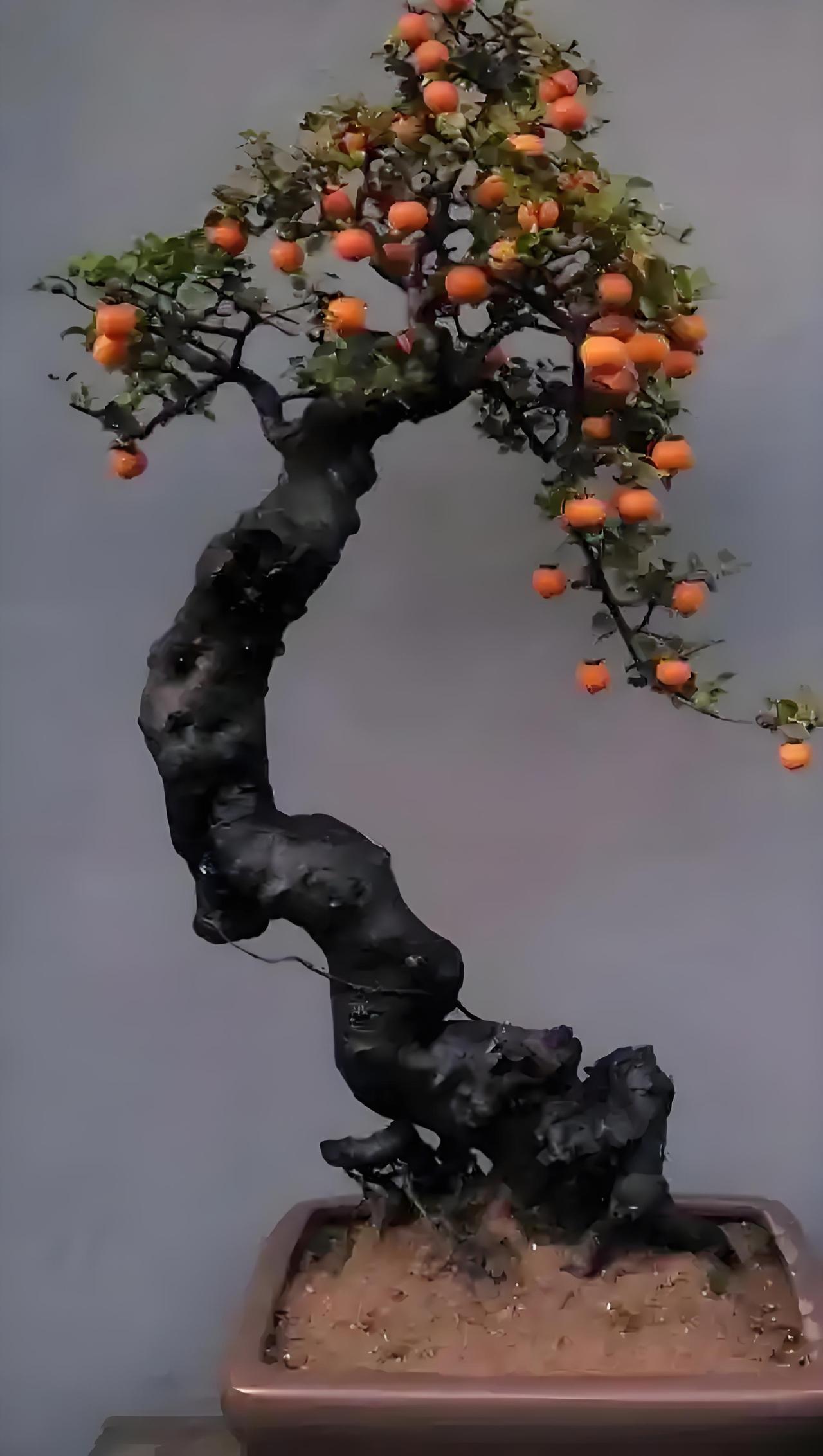 金弹子是中国特有植物，产地主要集中在湖北、四川。另外，上海、杭州也有栽培。
除了