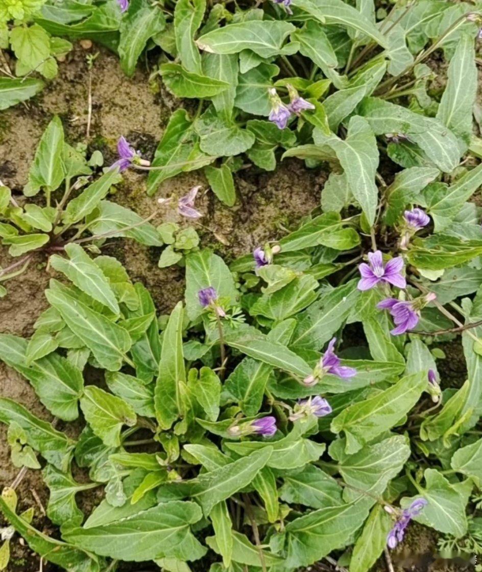 紫花地丁：平凡中的药用瑰宝 紫花地丁，又名犁头草、地丁草等，名字质朴却别具特色。