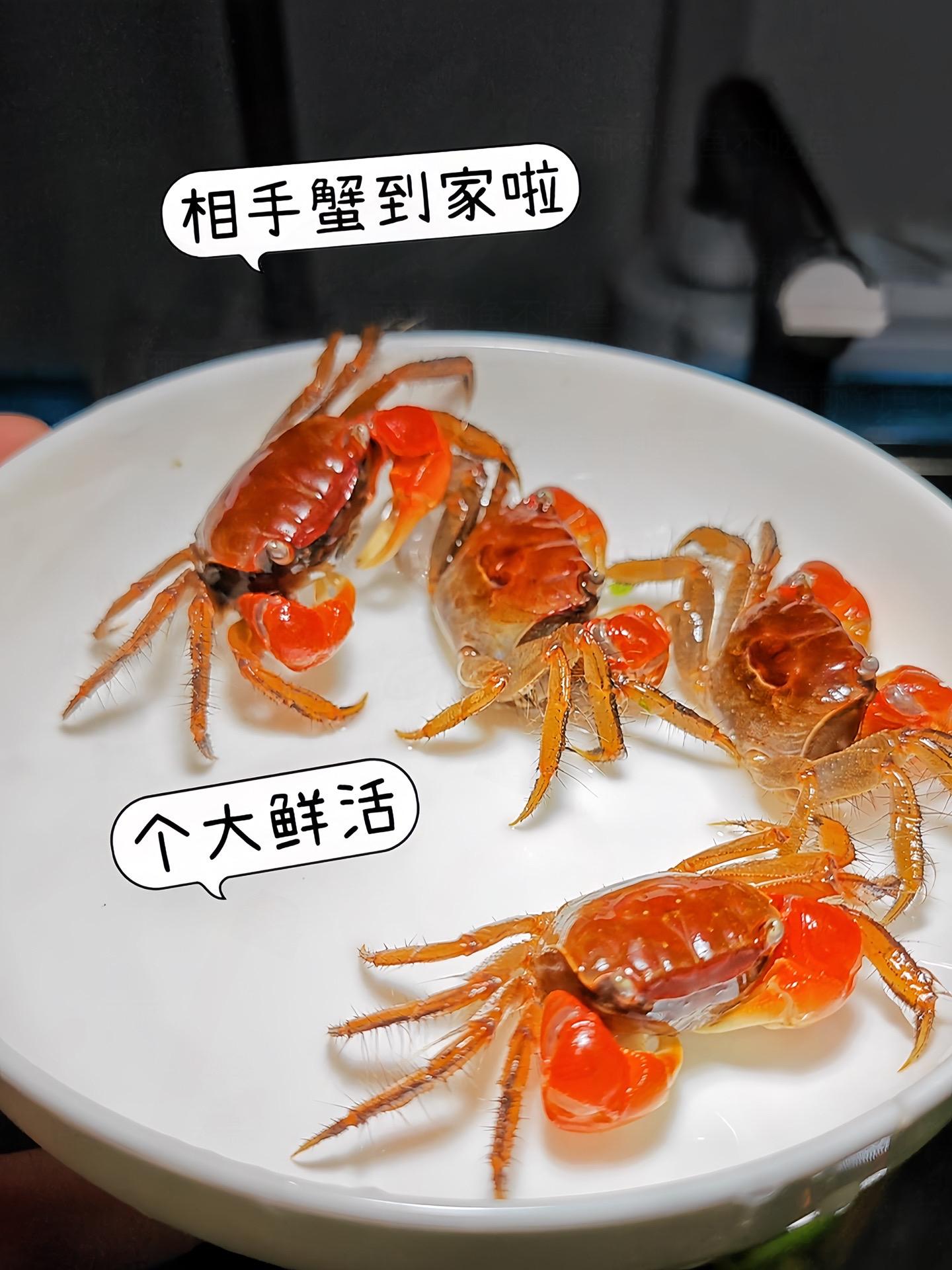 相手蟹可是鱼缸里的“生态小卫士”！它们在缸底穿梭，翻动沙石，促进水体循...