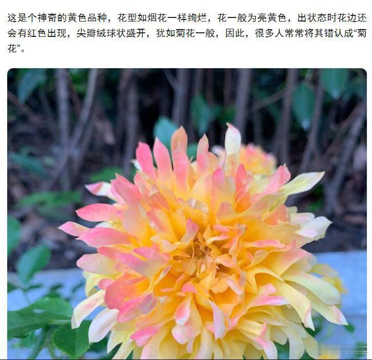 傻傻分不清是月季还是菊花月季cos完烟花又cos菊花花期短的植物不止“烟花波浪”