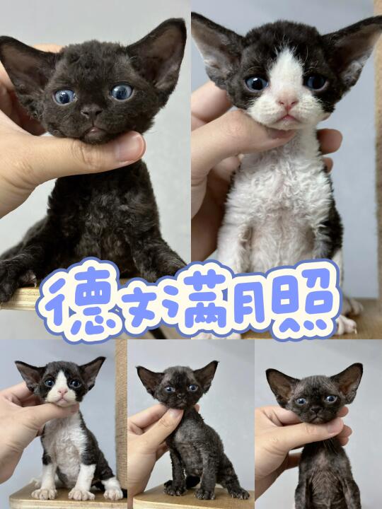 德文幼崽满月照