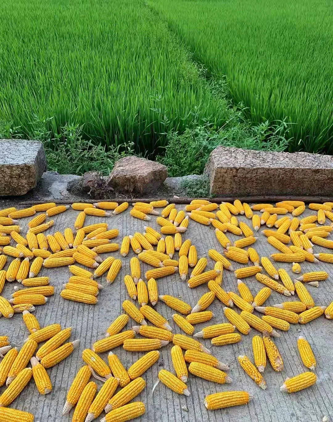 一个人在心理层面，也只能容纳与自己过去经验一致的事物长期存在于自己的生...