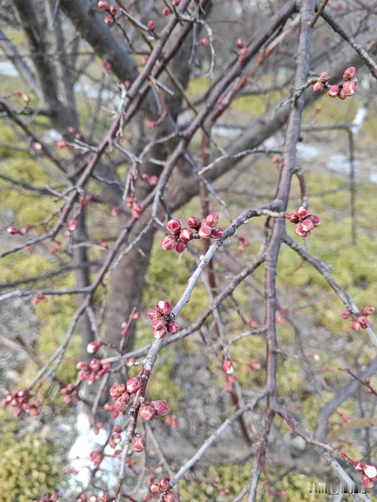 花蕾含苞待放