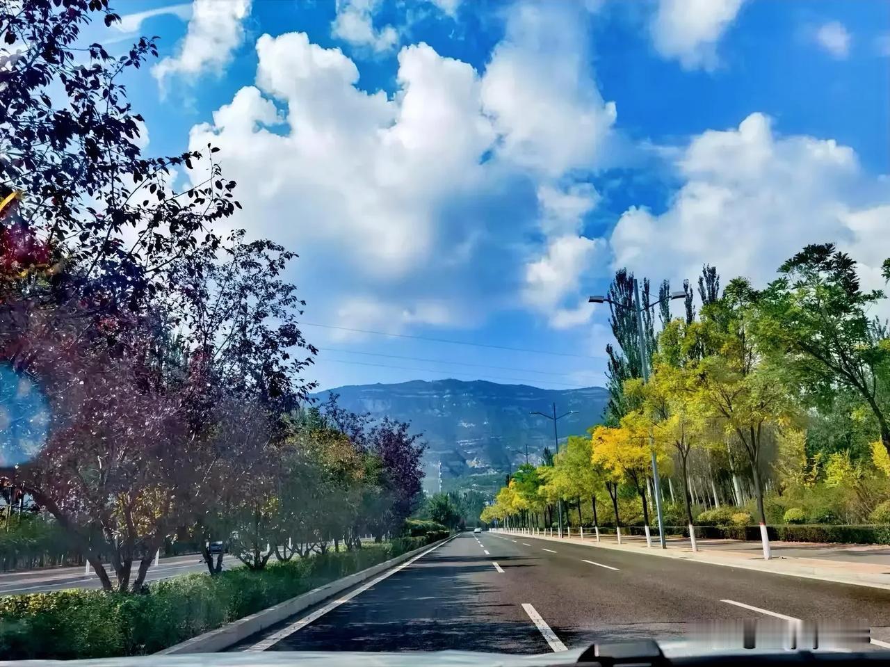 分享一组在路上的治愈风景🌿
蓝天像被水洗过，云朵软绵绵飘着，路两边的树悄悄换了