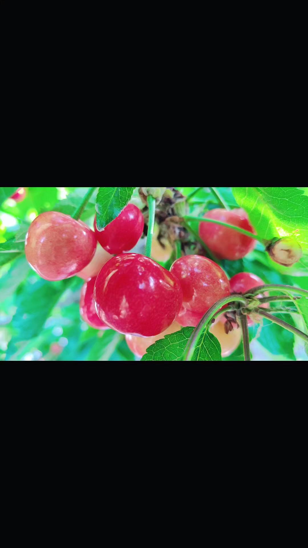 📸樱桃熟了，摘不摘？🏡自家果园的樱桃熟啦！红通通的挂满枝头，看着就超有食欲～