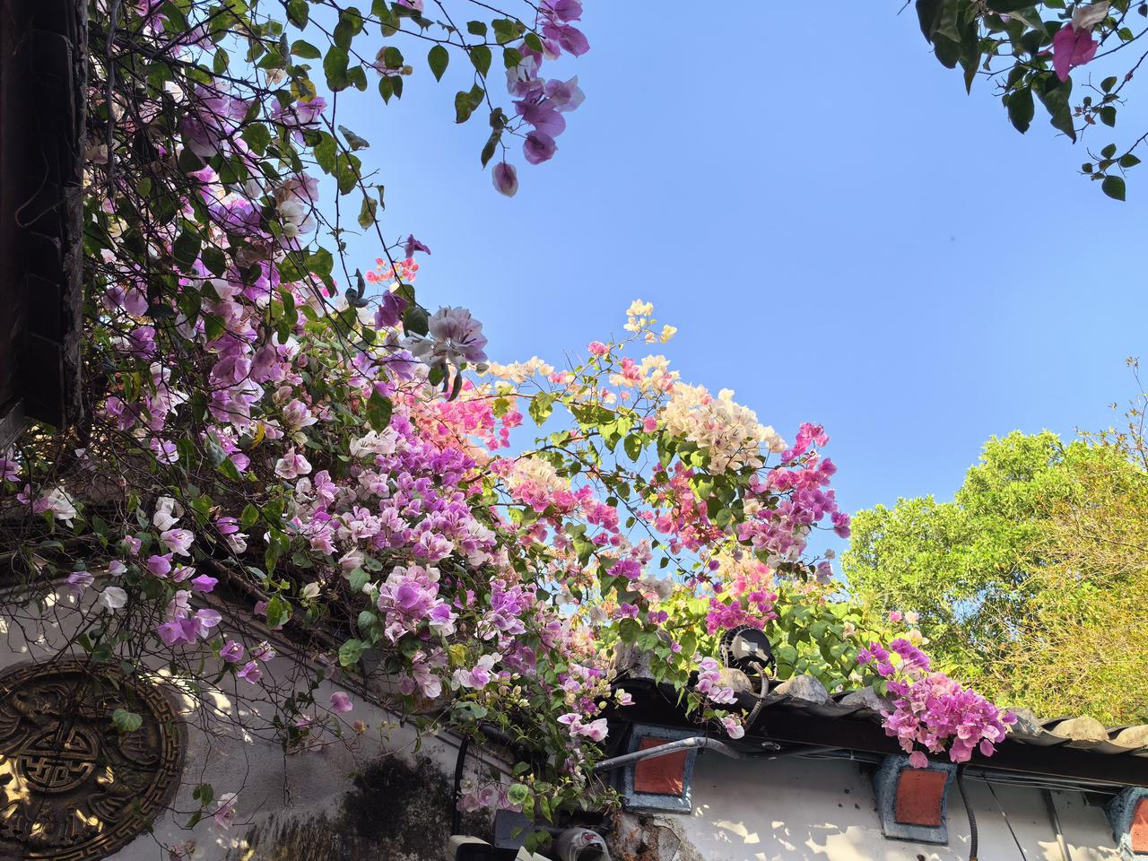 晒晒随手拍的花甘坑客家小镇的三角梅五彩缤纷，值得一看。