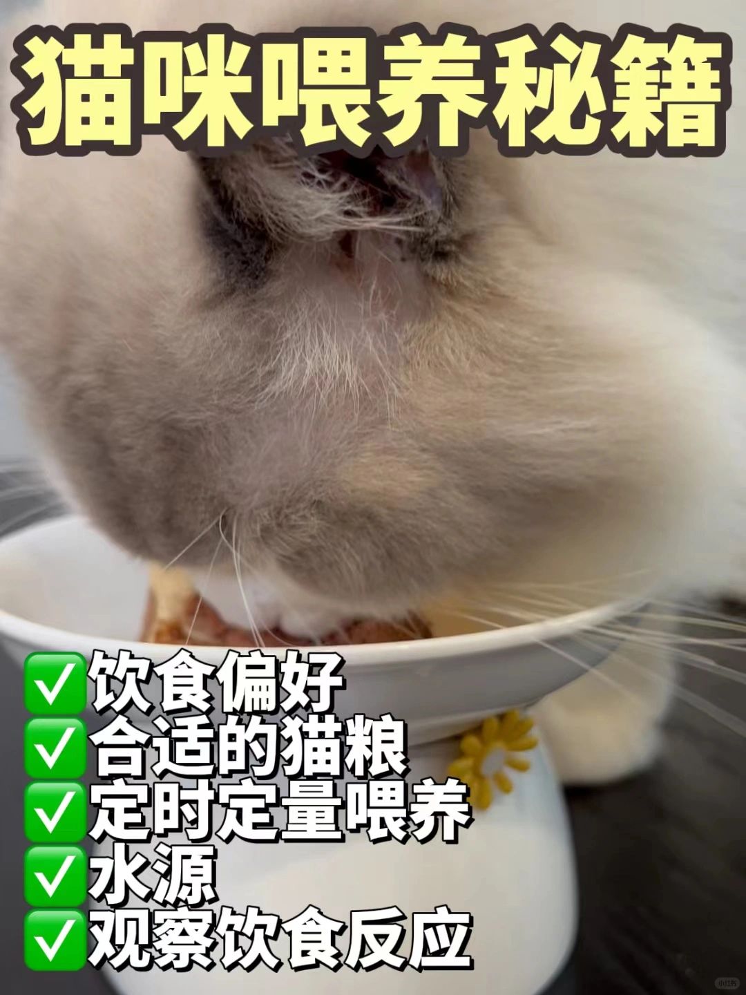 猫咪喂养秘籍大公开🐱