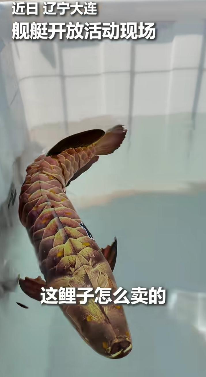 海军新装备，防生鱼。该鱼装备有声纳系统，可以侦测水面和水下目标并回传。
这是海军