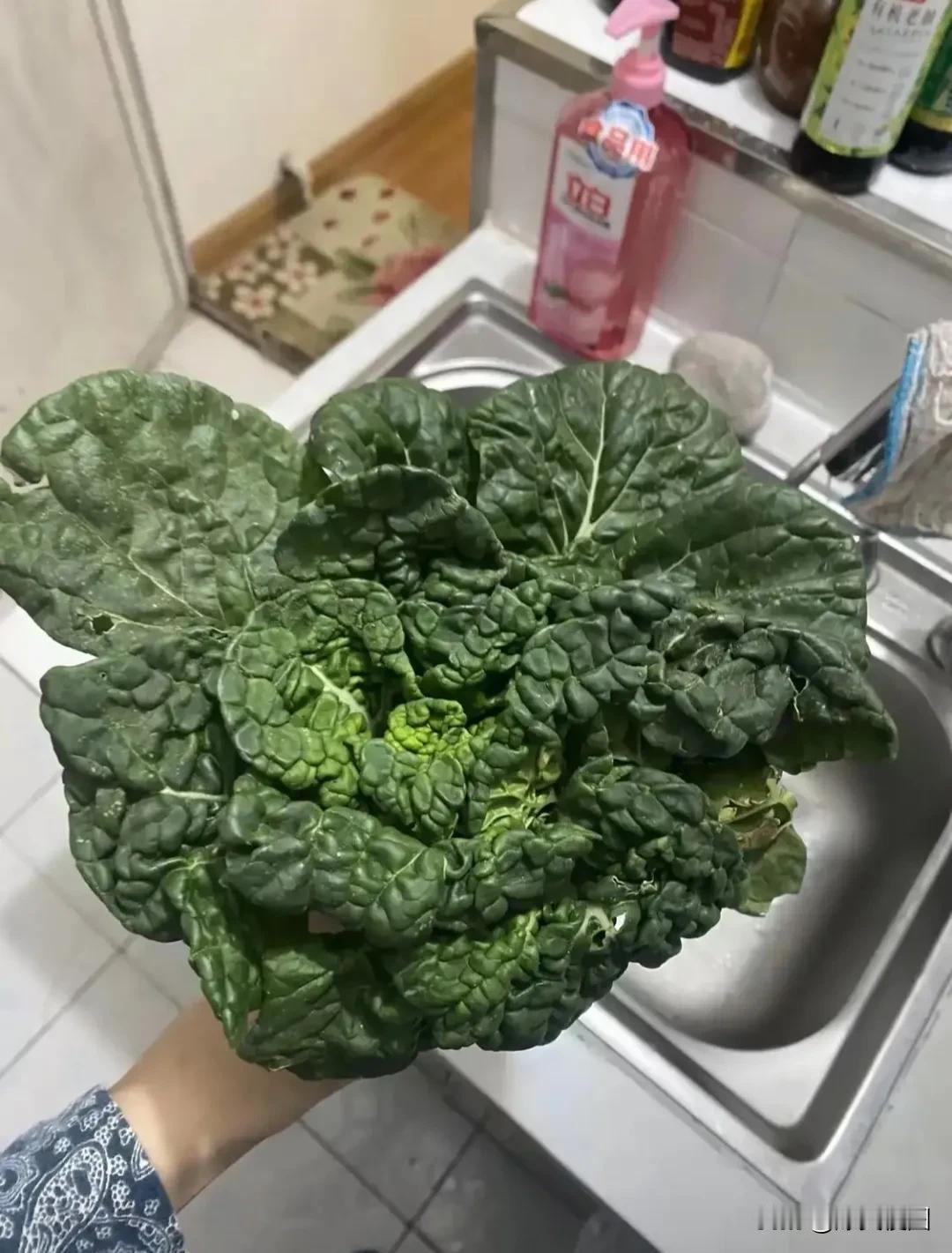 这个菜叫什么名字？