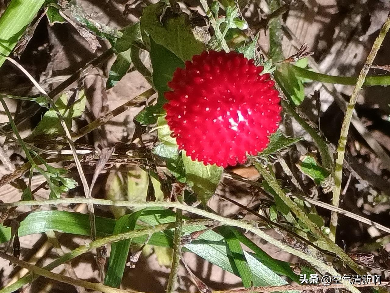 这微型小草莓，看着就让人有食欲！