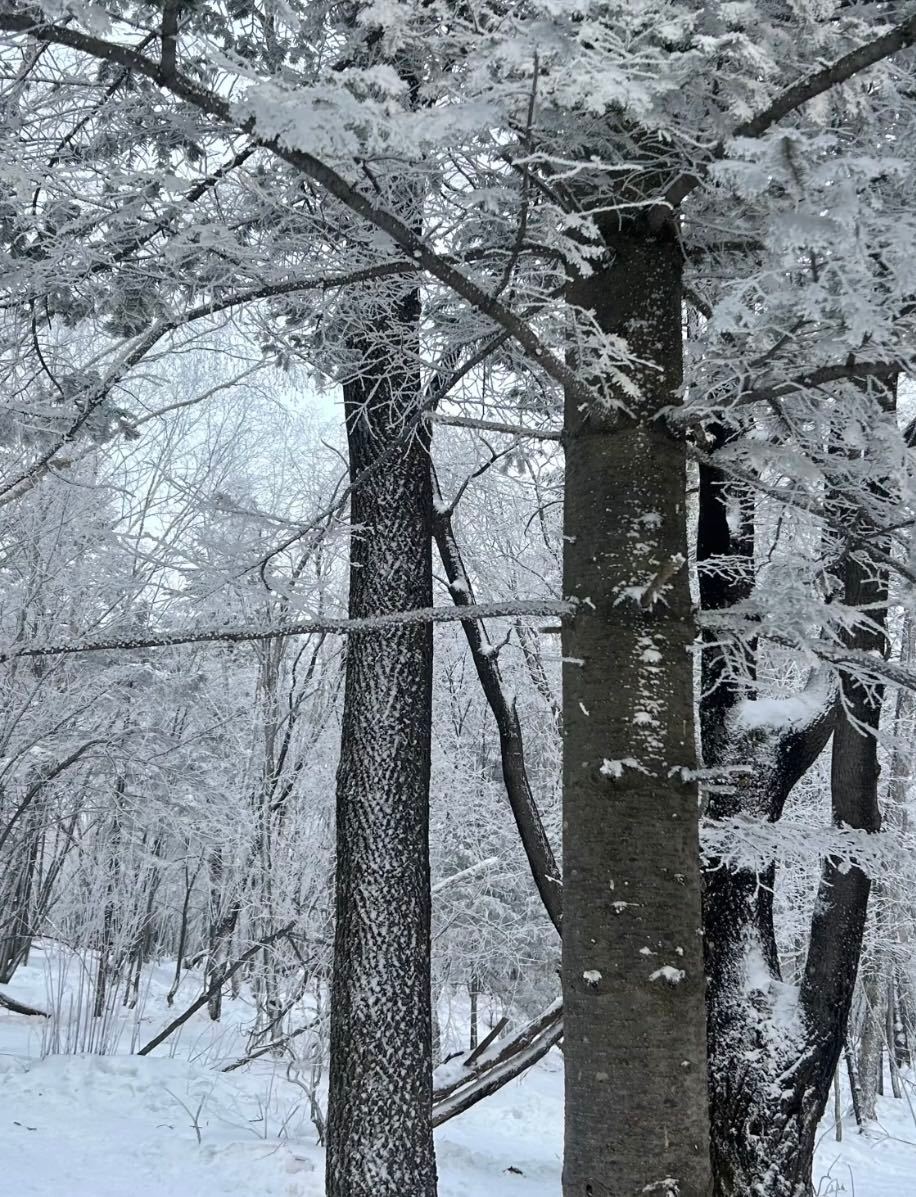 钱多多的打工日记来啦和驯鹿一起过冬天才算完整🦌傍晚躲进小屋让暖气包裹毛绒帽子要