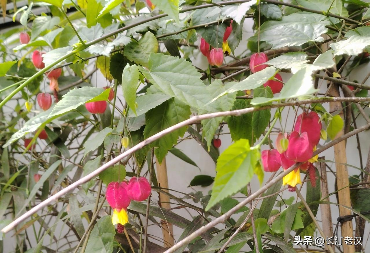 我在上世纪九十年代，在原民办教师和代课教师问题上，有对两位老师对不起的地方，一辈