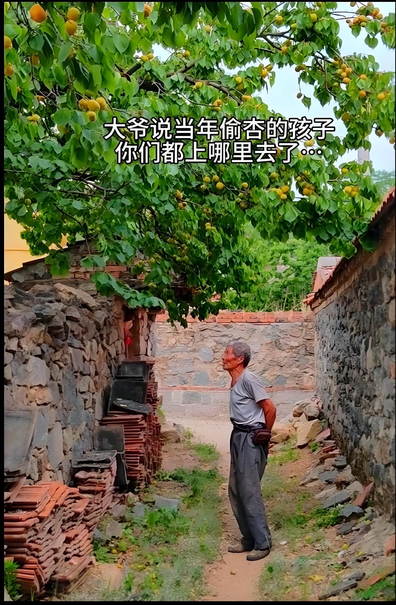 杏已成熟无人尝，
不见当年偷杏郎，
若是倒退三十载，
………请友续句………？
[