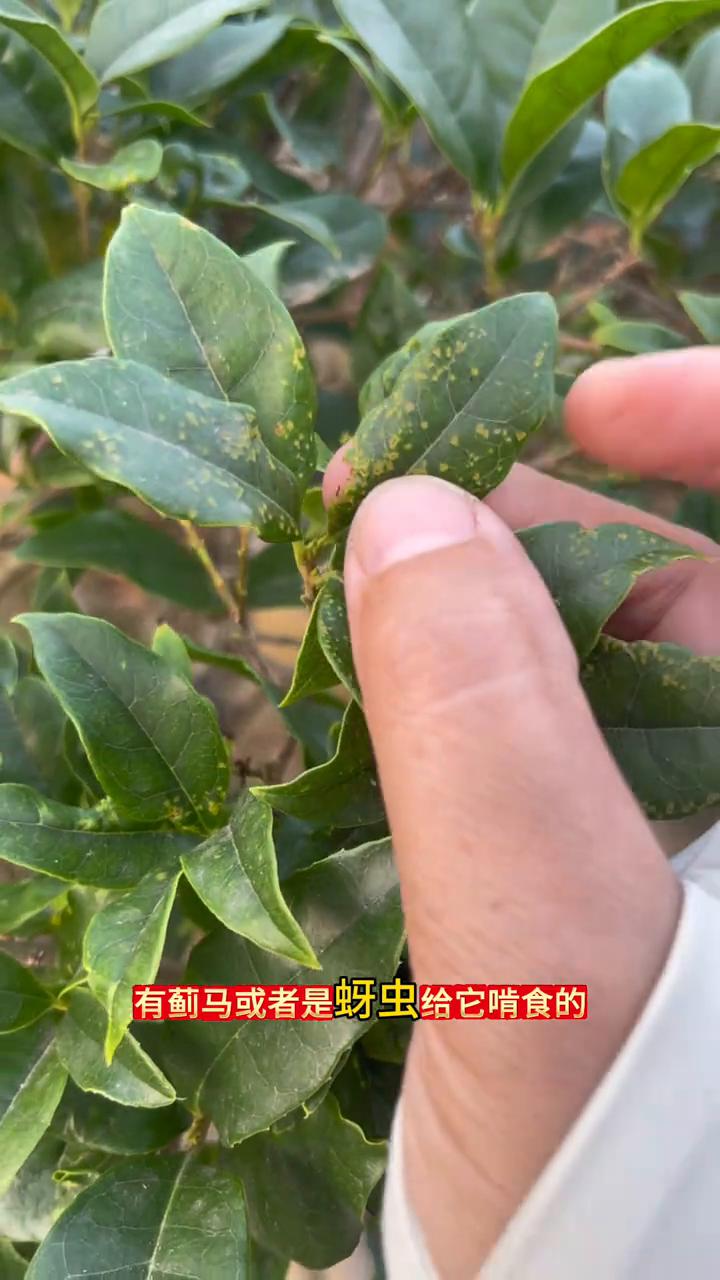 今天有花友问：在桂花的叶片上出现这种斑点是怎么回事？首先看一下它是新叶还是老叶。
