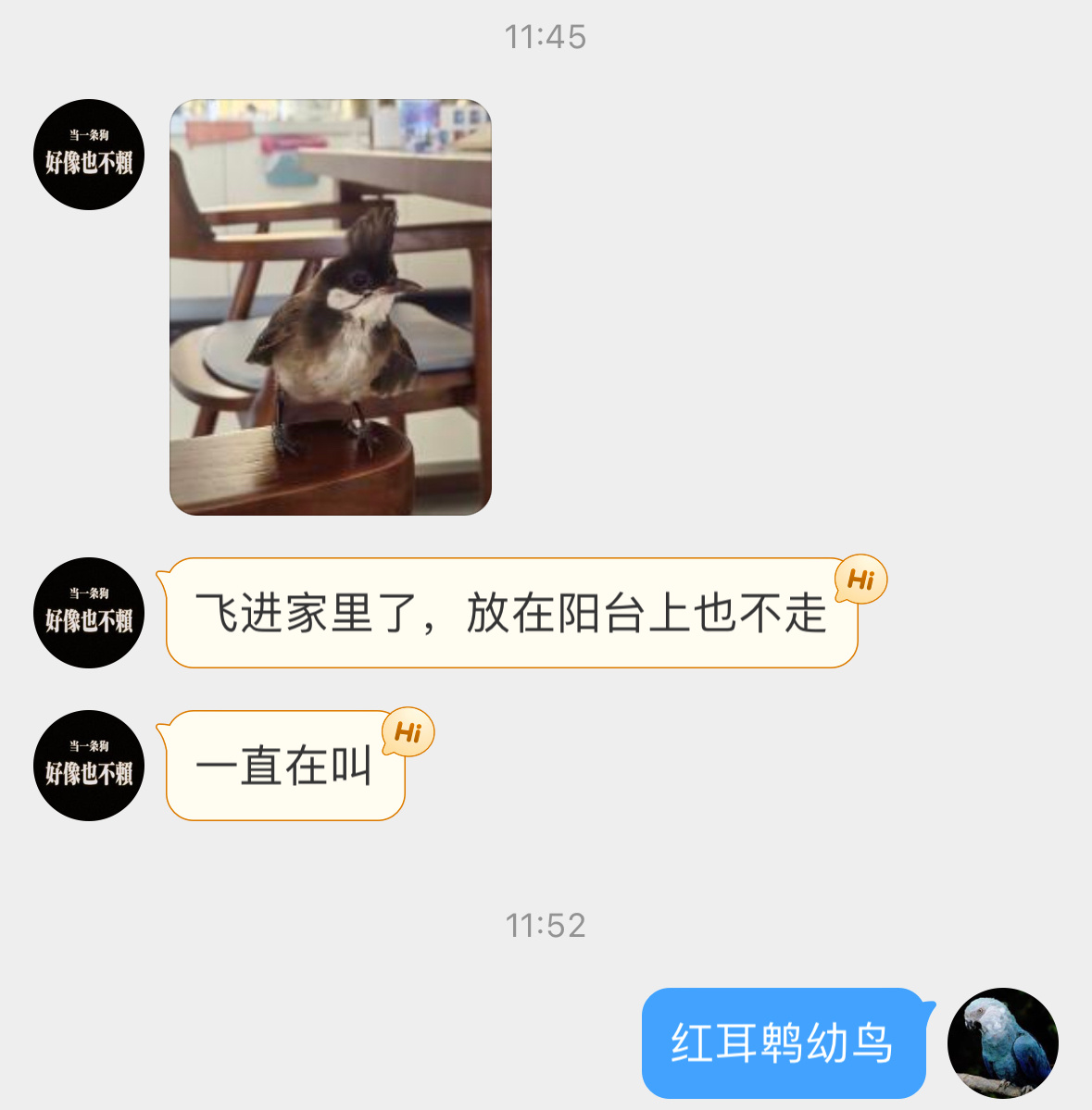 #鸟粉投稿# 飞阳台的【红耳鹎bēi】幼鸟头顶的毛毛很喜感，长大后脸颊有腮红它对