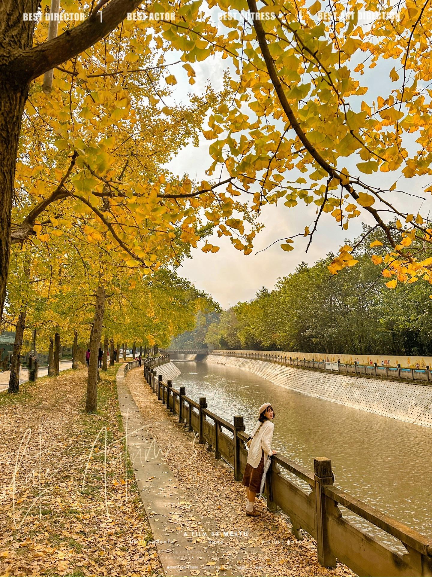 实拍！成都这条街的银杏美成了一幅油画！不用去周边！ 成都市区的银杏一片...