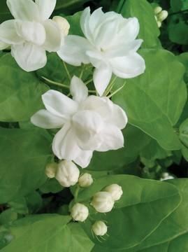 栀子花、茉莉花都是南京的香花花，春夏时节沿街都有卖这两种花的。

但是，你知道南
