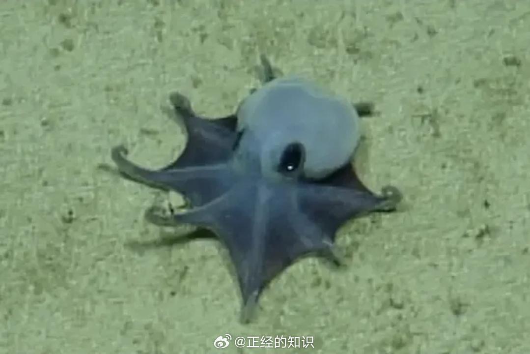 科学家在加拉帕戈斯群岛发现一种微小的蓝色章鱼 ​​​