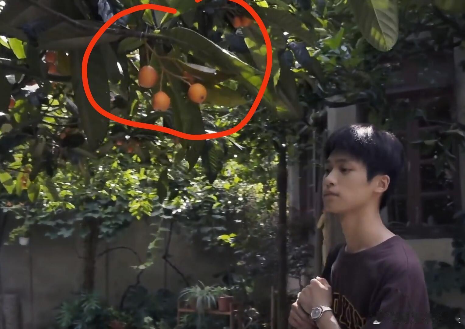 看点开心的，枇杷果是绑上去的[偷笑]梓渝 ​​​