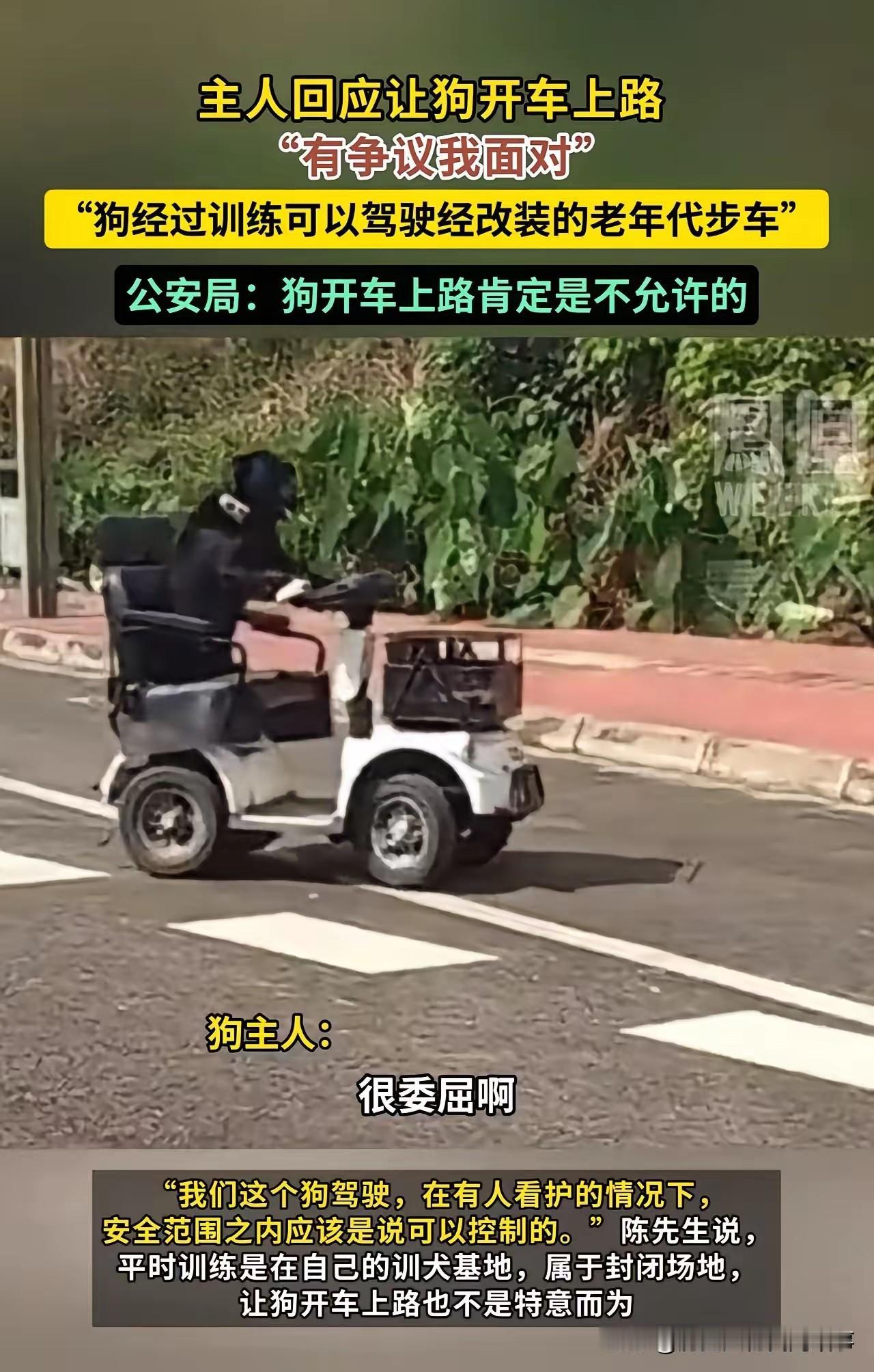冲上热搜！毛茸茸的爪子“握”着方向盘，老年代步车缓缓上路，这画面让全网炸了锅。