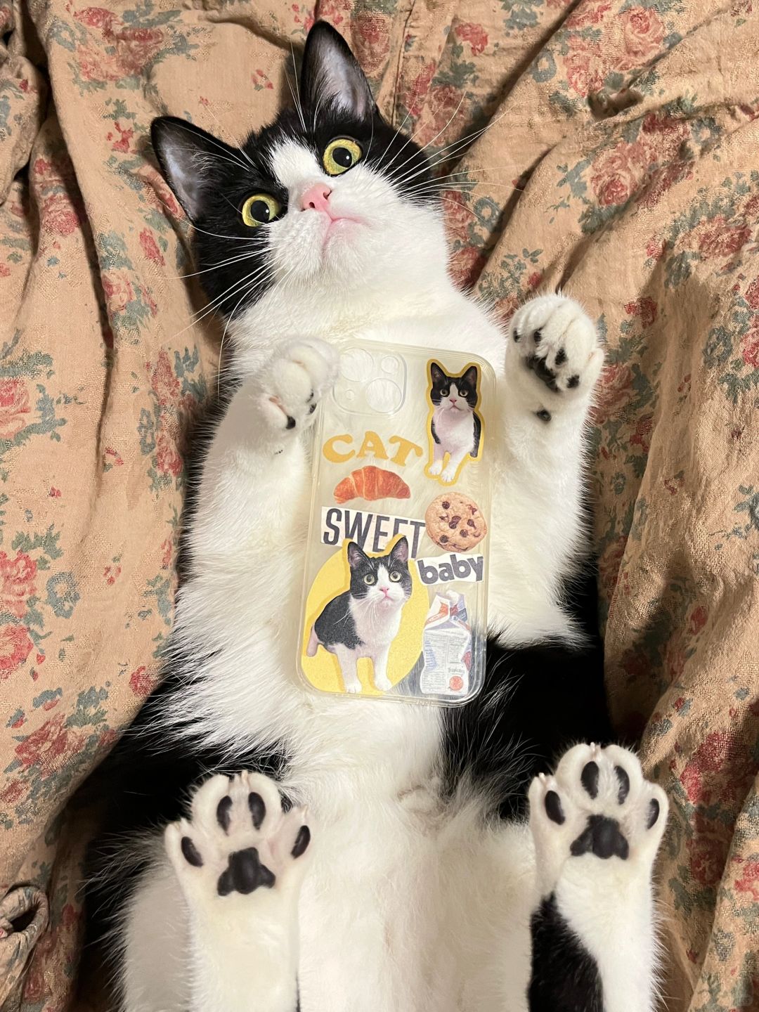 猫猫我欸～