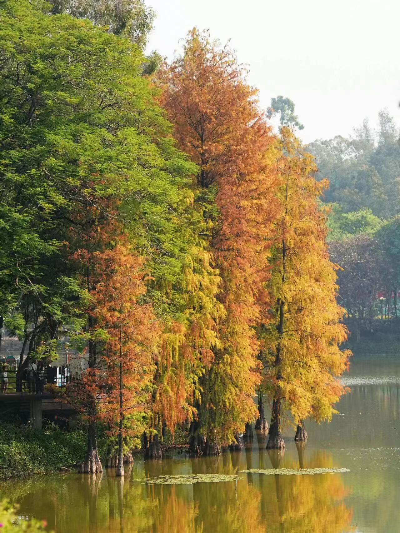 麓湖公园落羽杉，已进入 “高光时刻”！[惊喜][惊喜][惊喜]

📍地址：广州