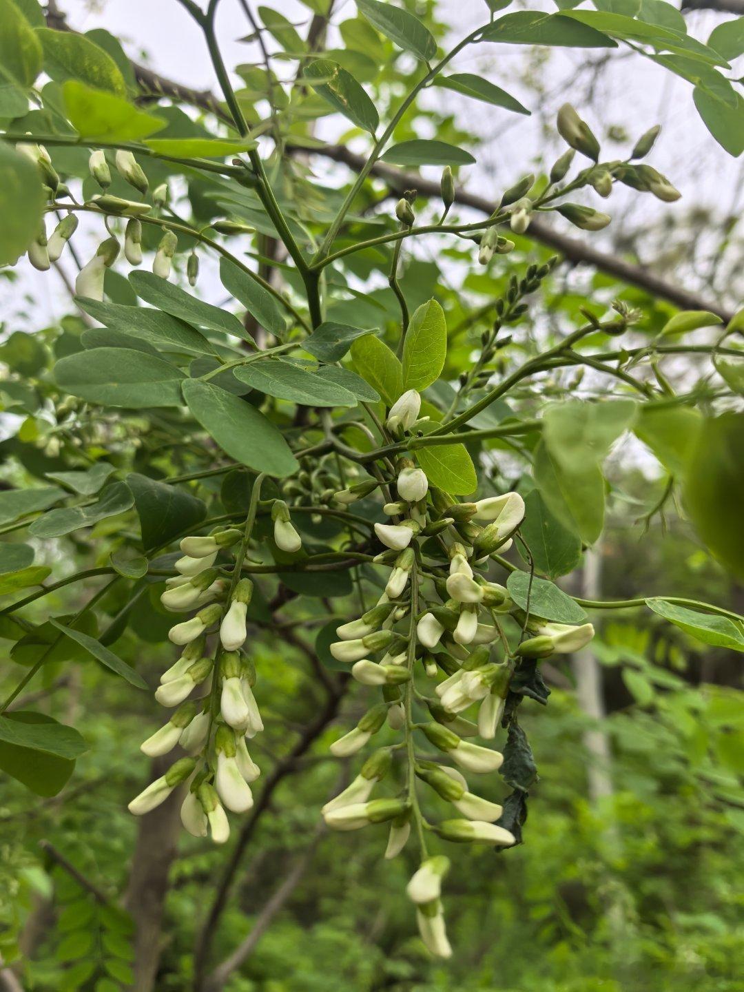 你们那吃不吃这个？怎么吃？ 