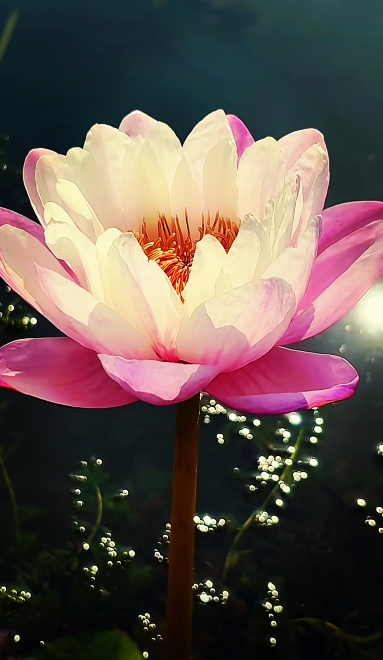 琉璃玉盏，微风自亭亭。一花一世界，一莲一清静。
