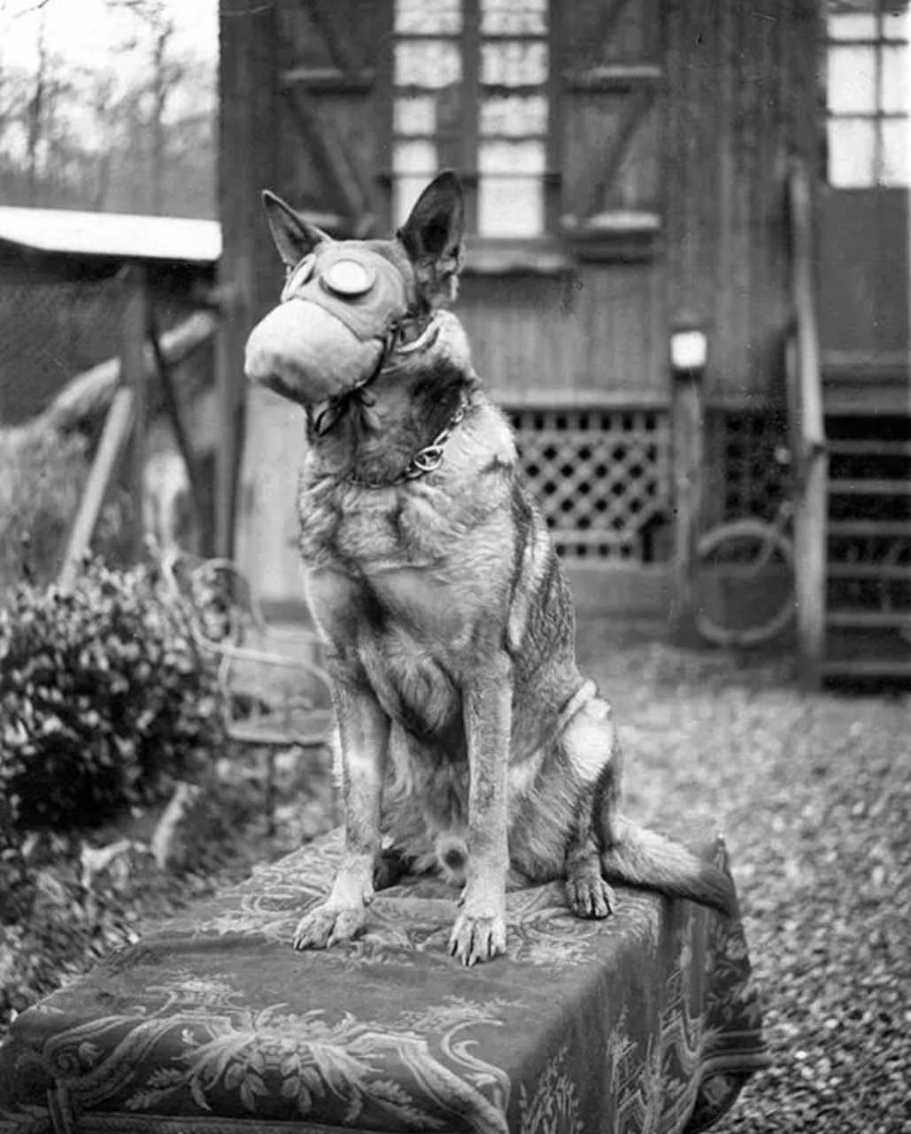 1917年，一条戴着面罩的火灾搜救犬 历史知识 ​​​