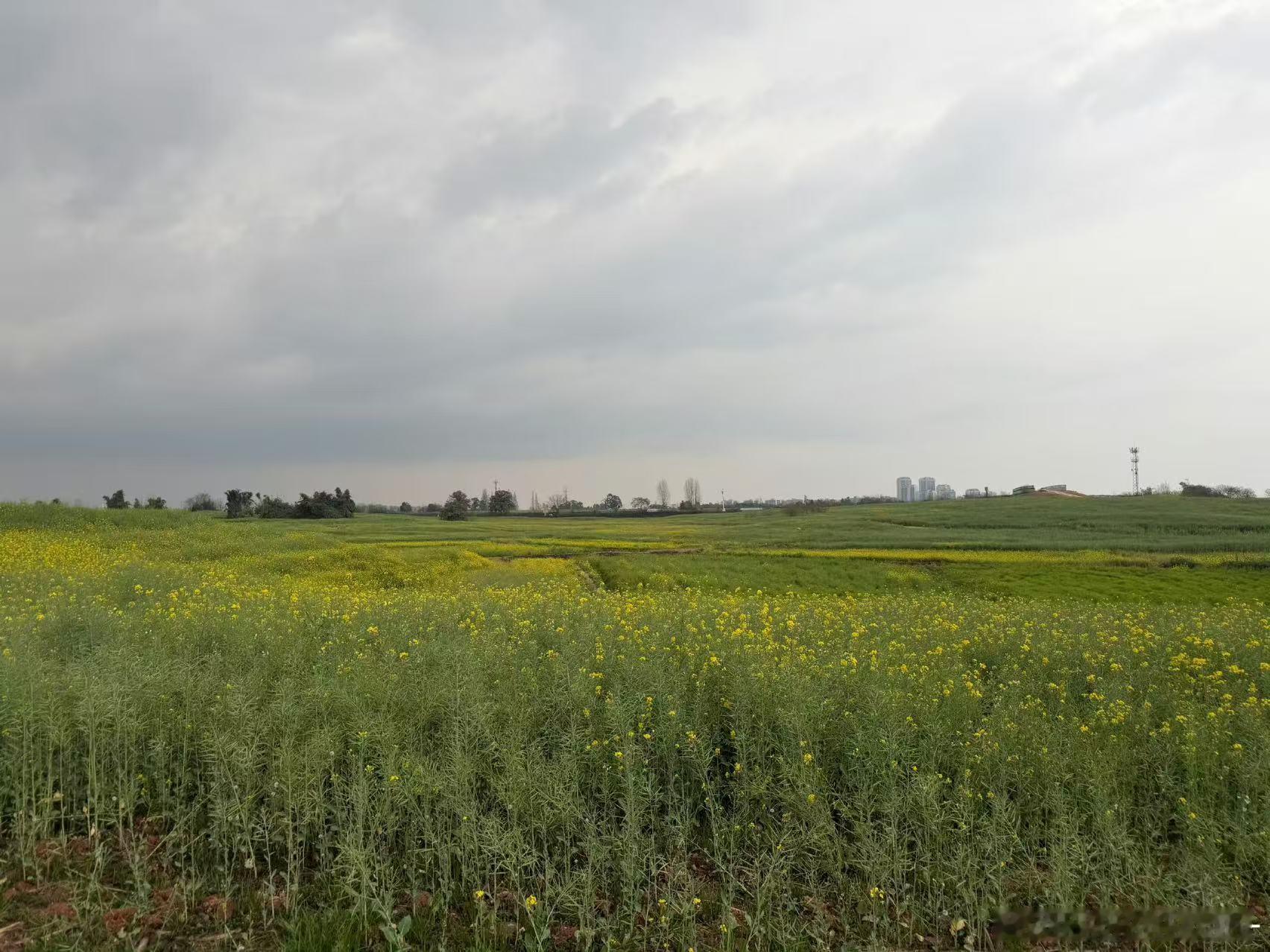 33这把麦田圈太惊喜，告别战术地图，拥抱金色花海，春日限定拍摄上线，藏在花田里的