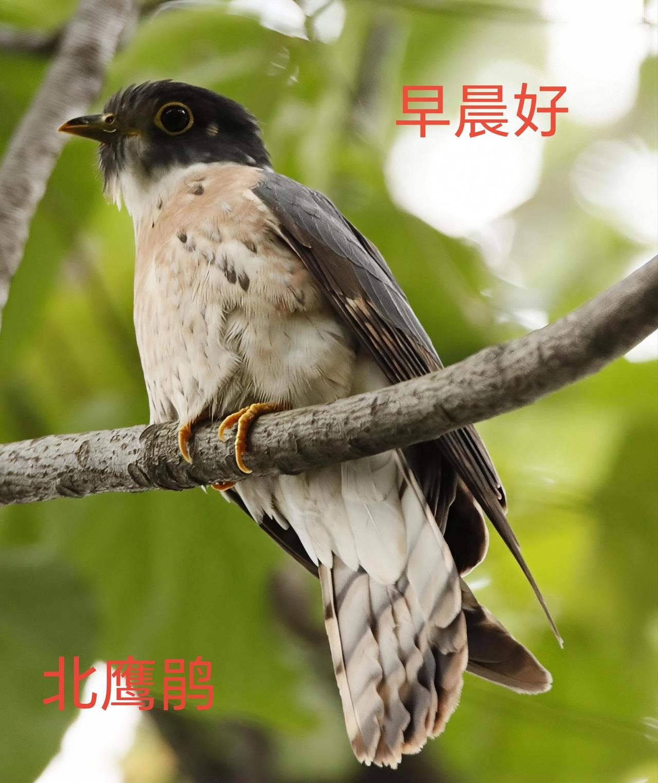 各位朋友：早晨好