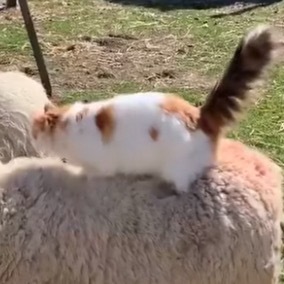 猫的配得感有多强 咩：介毛巾！！！！！窝稀饭！ 