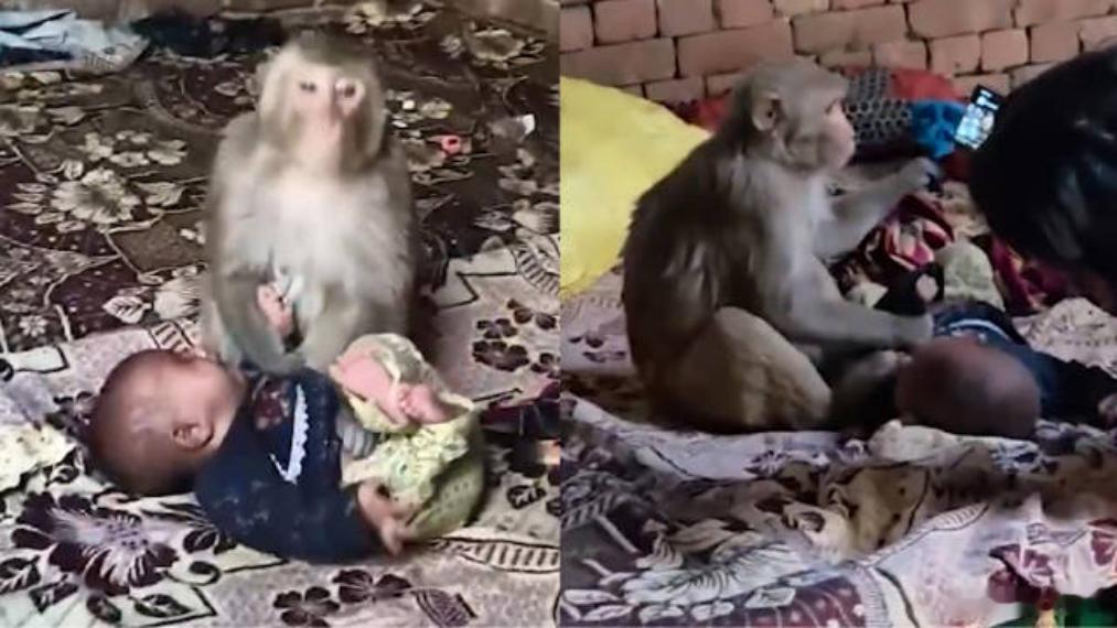 印度一猴子幼崽夭折后闯民宅抓走婴儿印度近日发生离奇一幕，当地一只猴子闯入民宅掳走