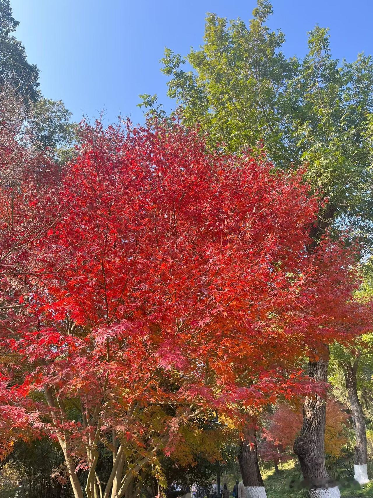 枫叶红了，绚烂如画，美不胜收，令人陶醉其中。