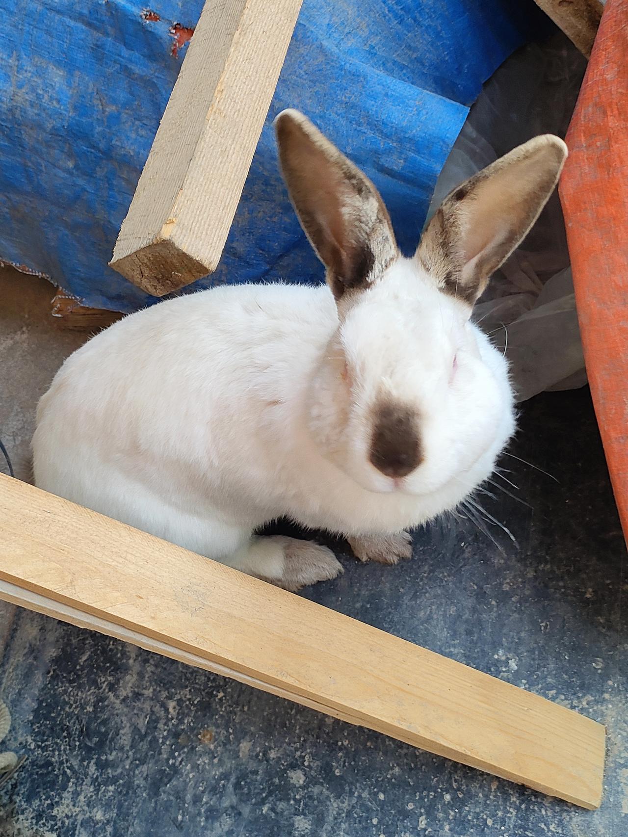 分享一组我家的长耳朵兔超可爱[兔年大吉][恭喜发财][兔逢新春]
1. 这只兔兔