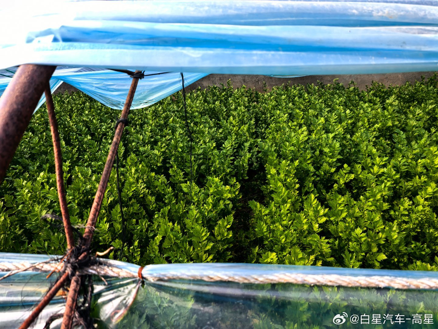 吃一个月的自家菜棚 