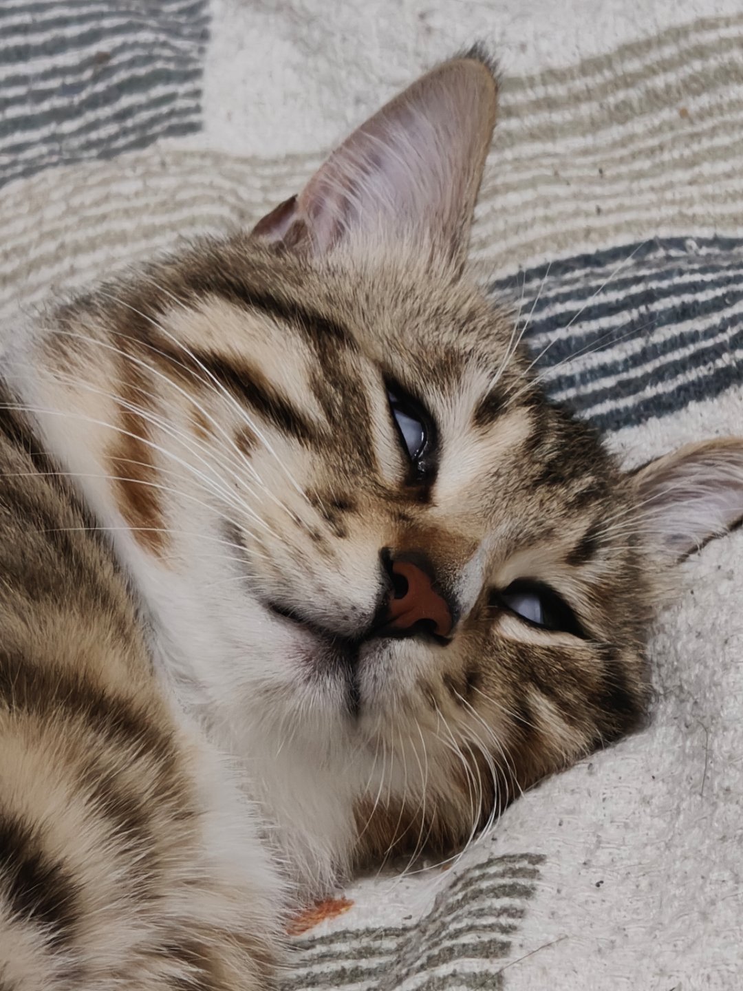 小猫关机 