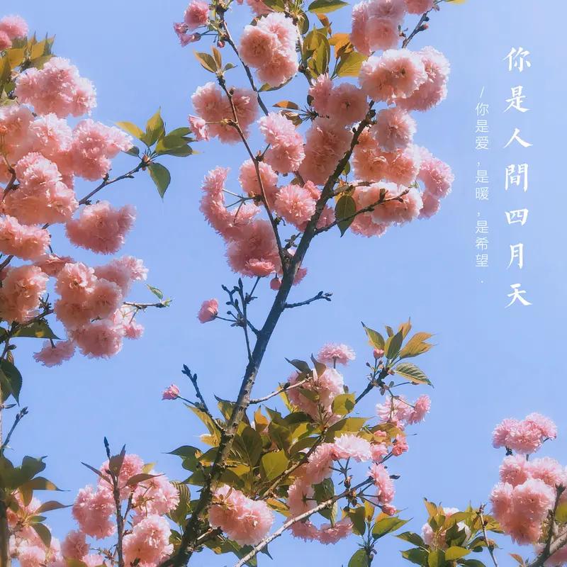 《美丽的四月》
绿叶风动山川间，
鲜花欢笑引人观。
美丽四月多动人，
处处生机景