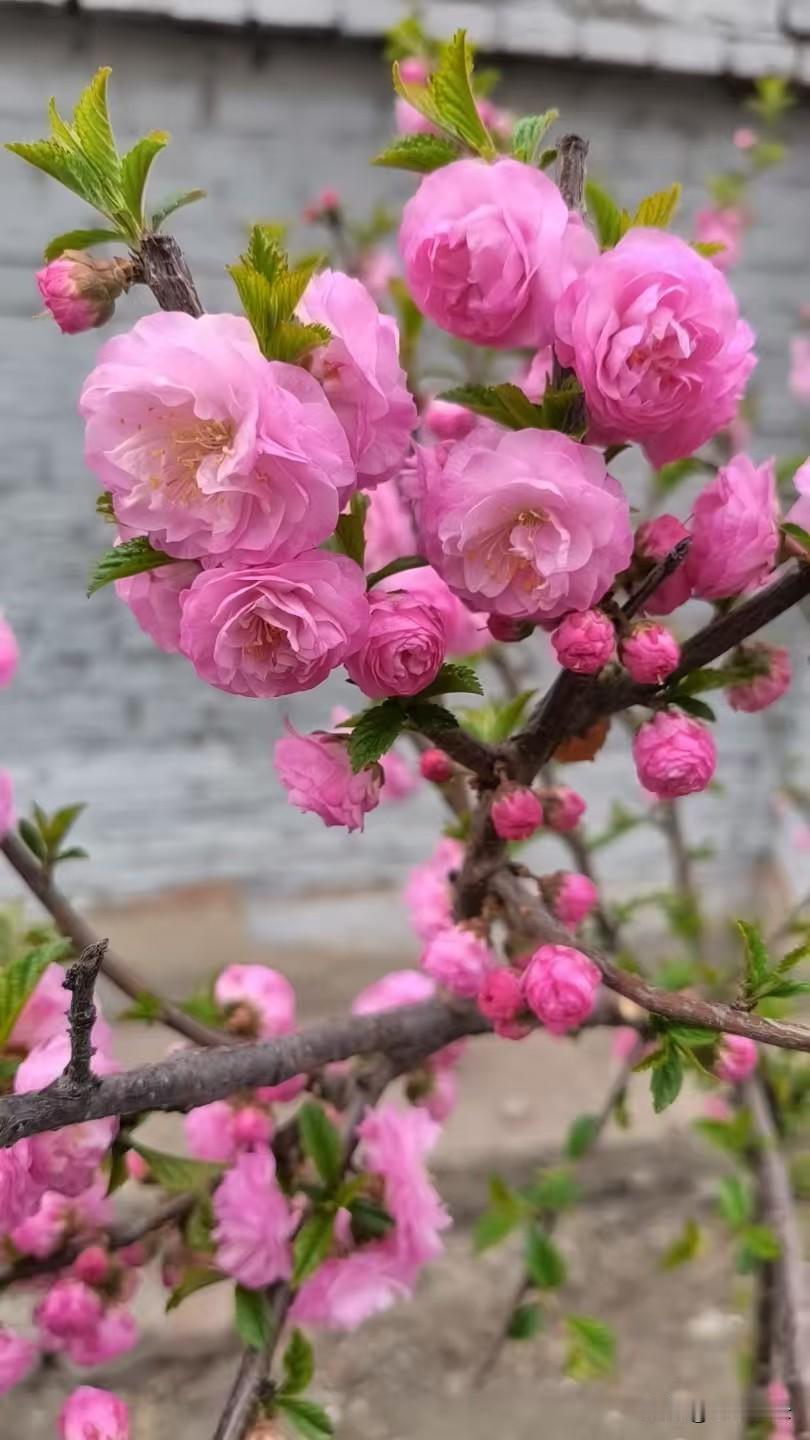我的下联是：红花朵朵艳。
